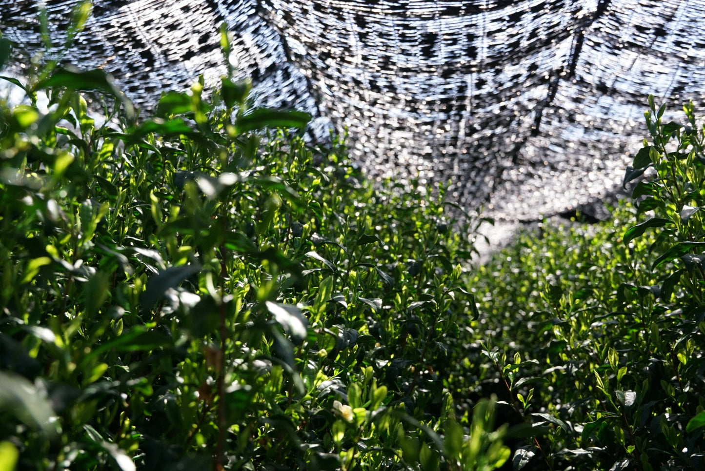 Kyoto Single Origin Matcha / Honzu Asahi - Amanogawa