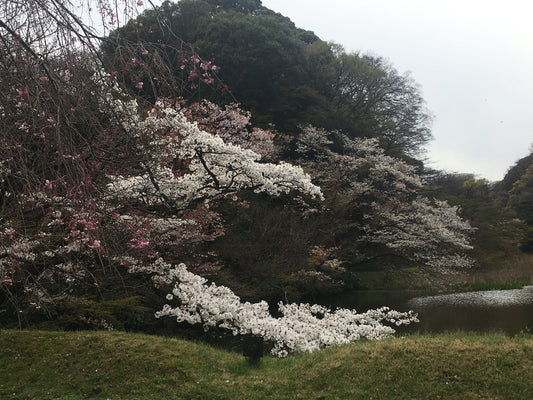 Japanese Sakura season!