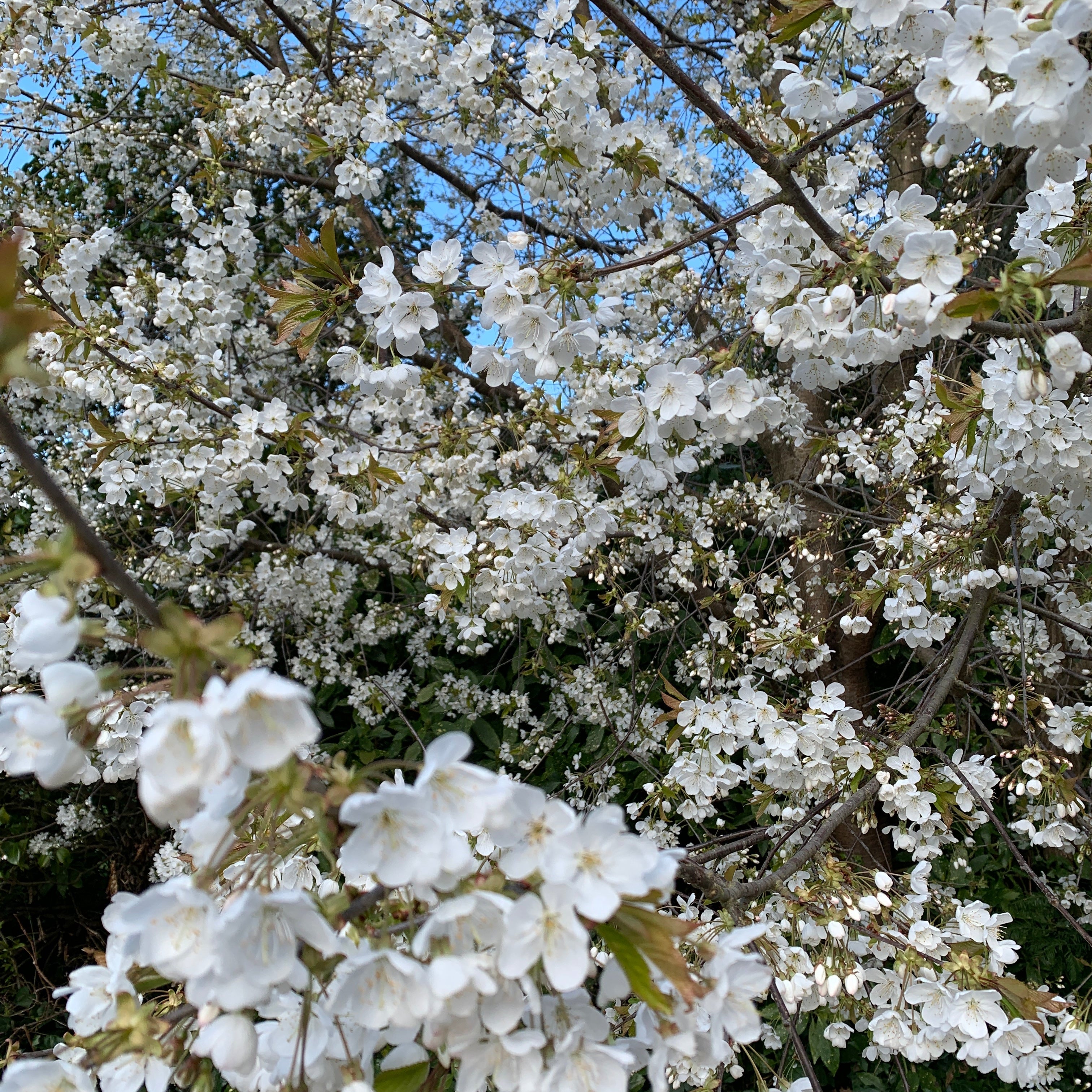 Risshun (The Start of Spring)