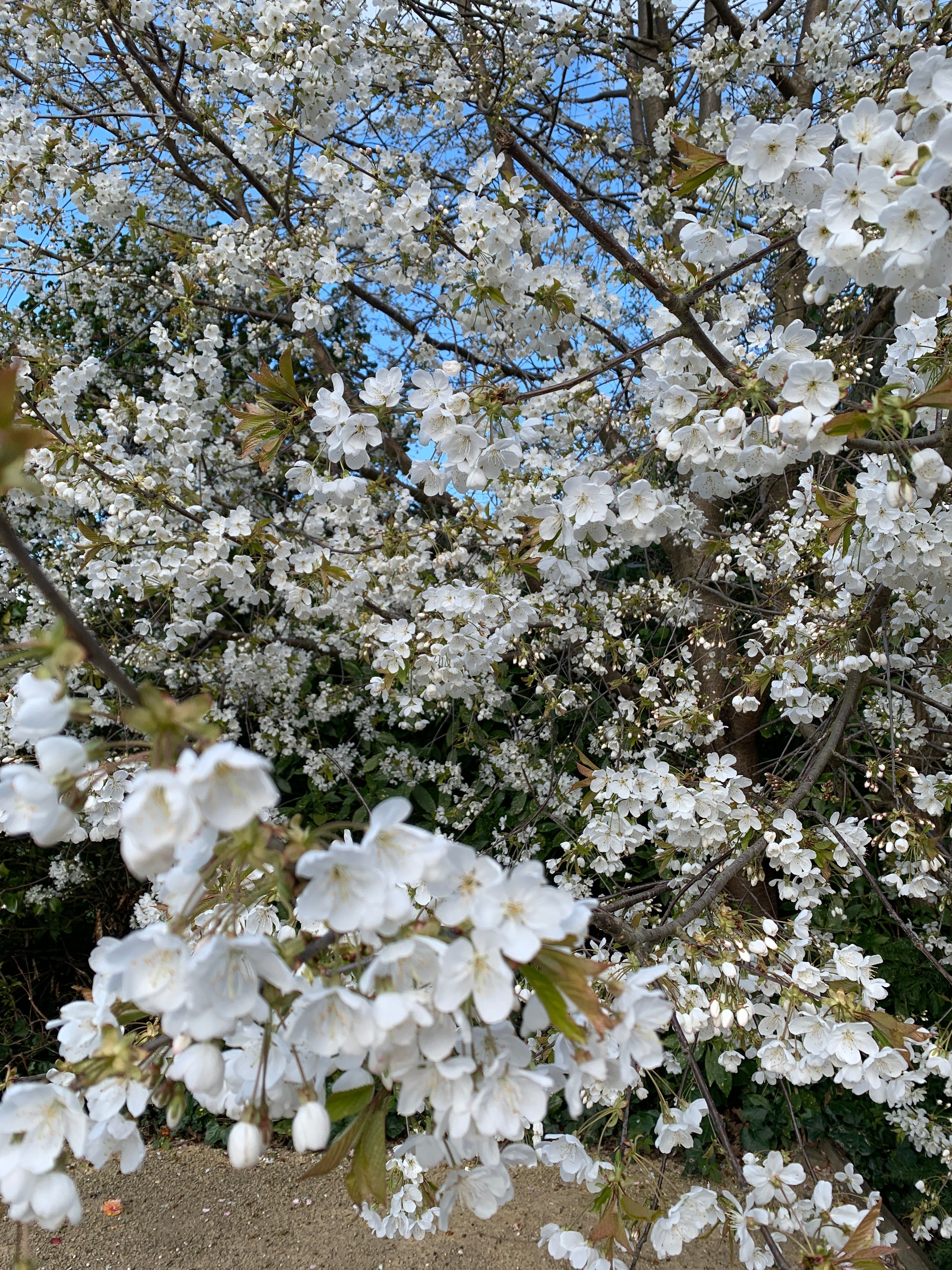 Risshun (The Start of Spring)