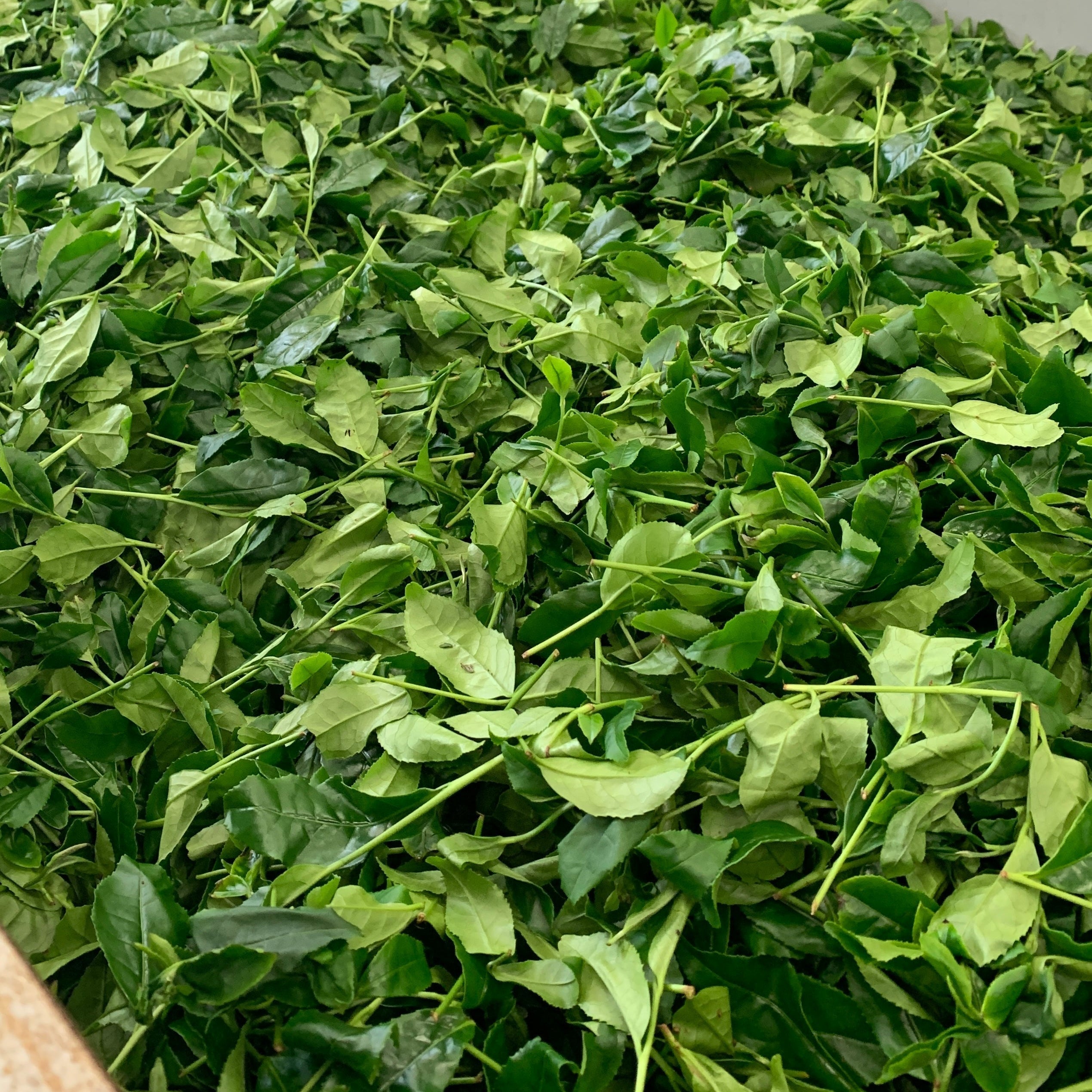It’s Shincha time!