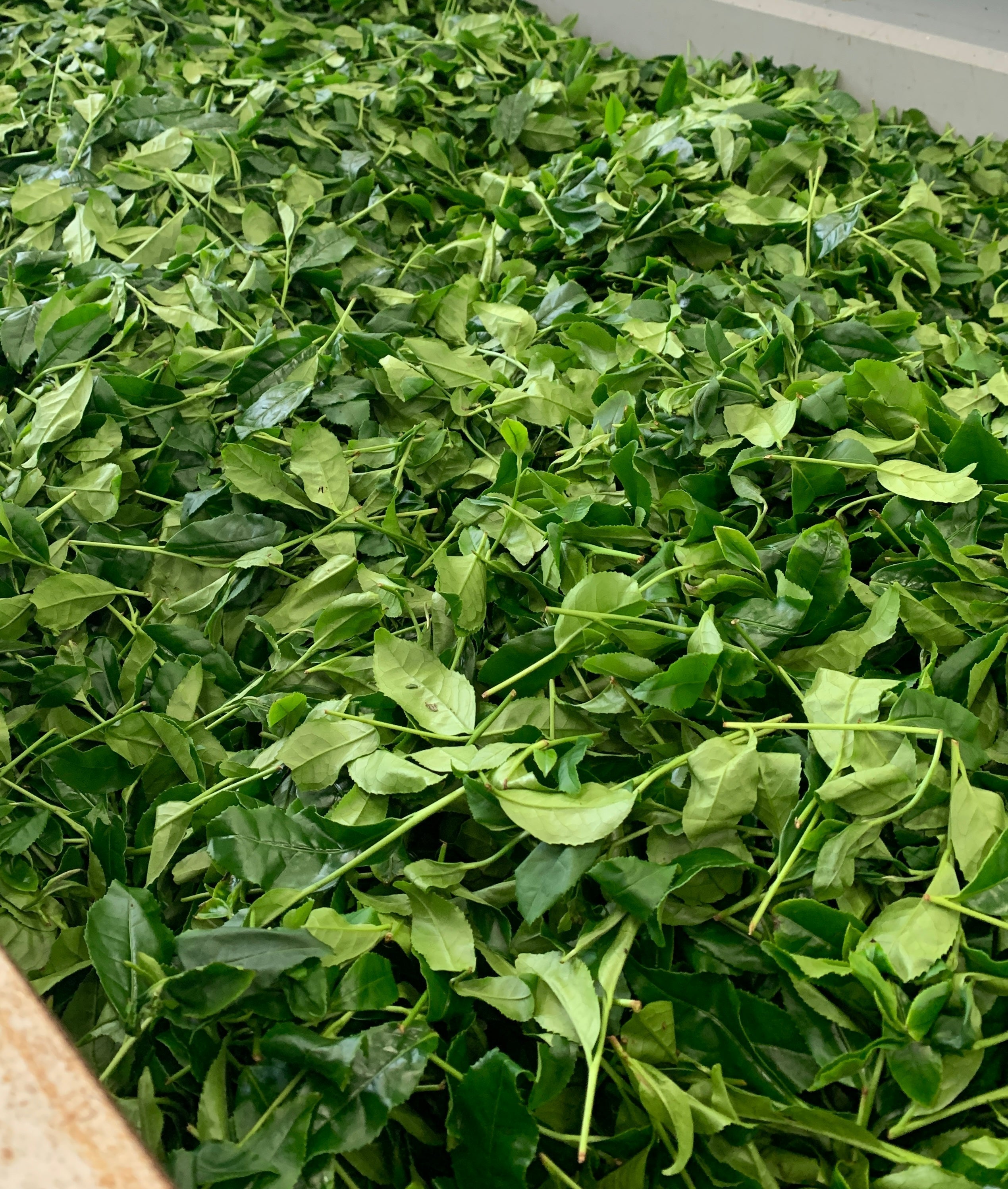 It’s Shincha time!
