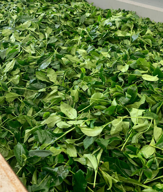 It’s Shincha time!