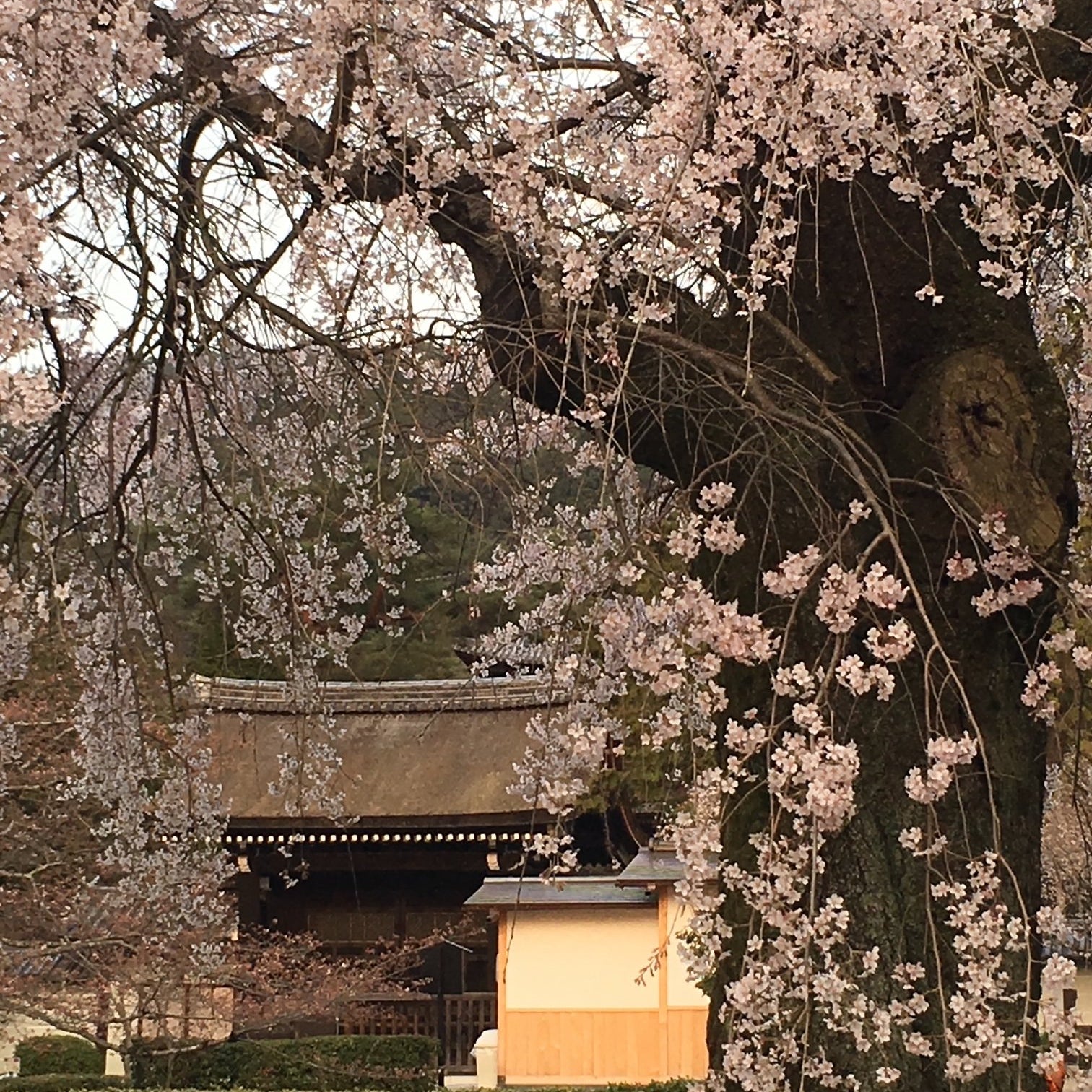 Hanami – praise of cherry blossoms