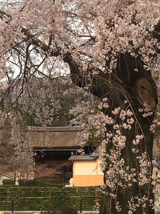 Hanami – praise of cherry blossoms