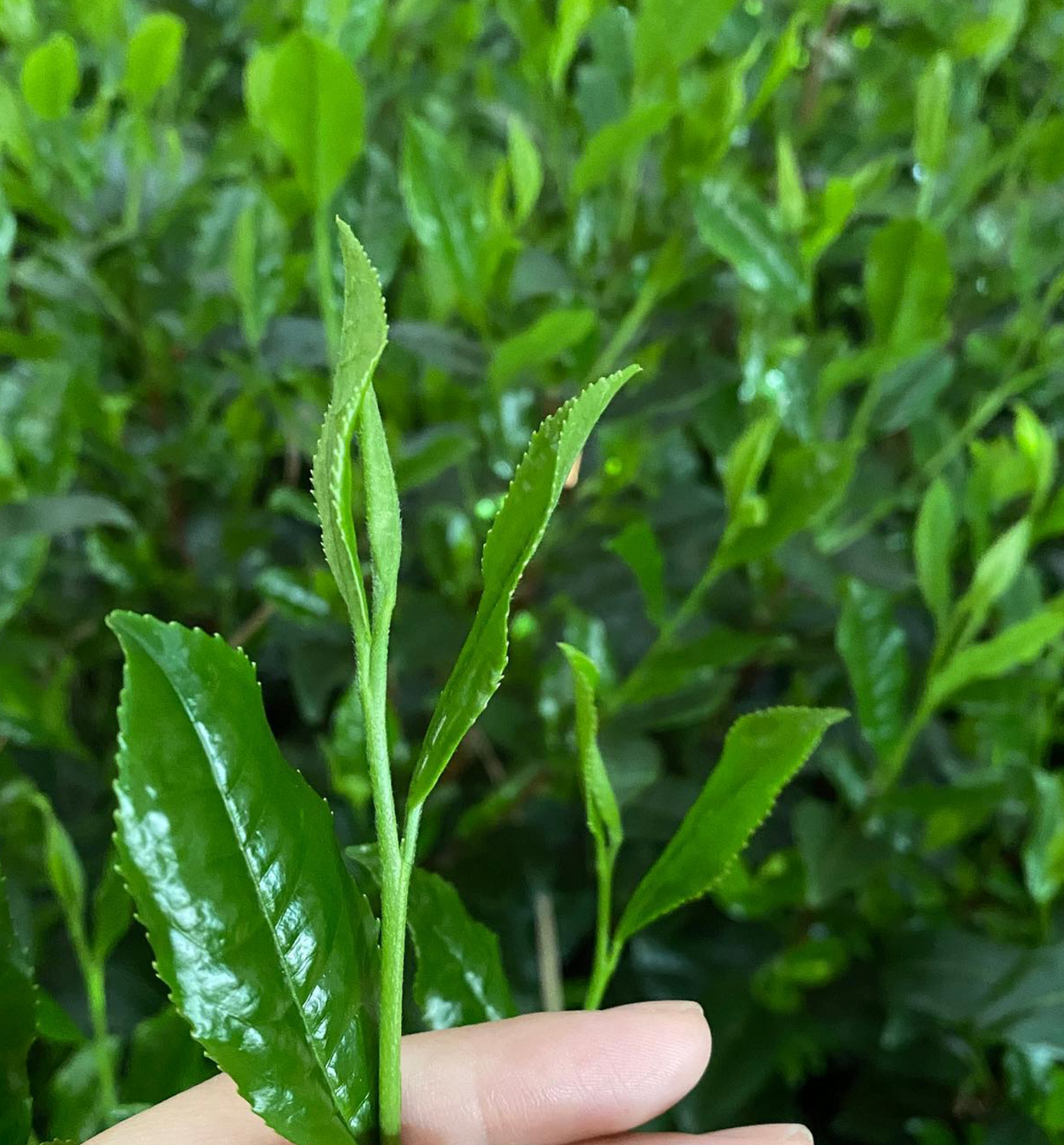 premium matcha from Marukyu Koyamaen Kyoto - Keiko Uchida