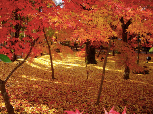 Autumn leaves in Japanese gardens