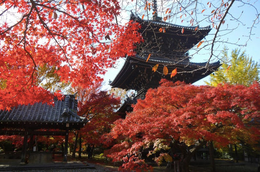 Autumn leave hunting and kimono