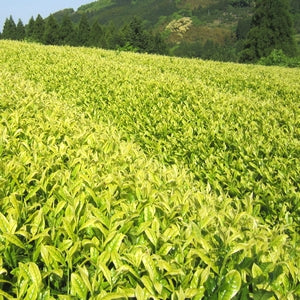 Hoshino Shirahime White Leaf Sencha Tea