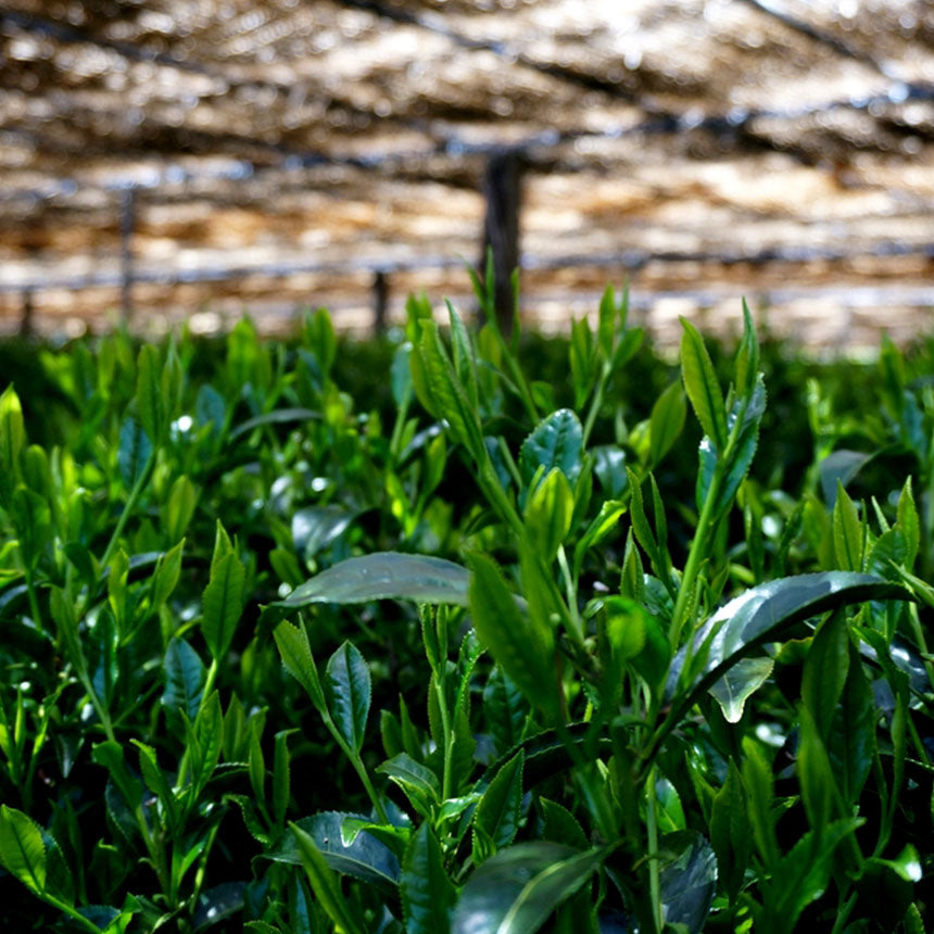 Gyokuro - Mare (Shaded Green Tea)